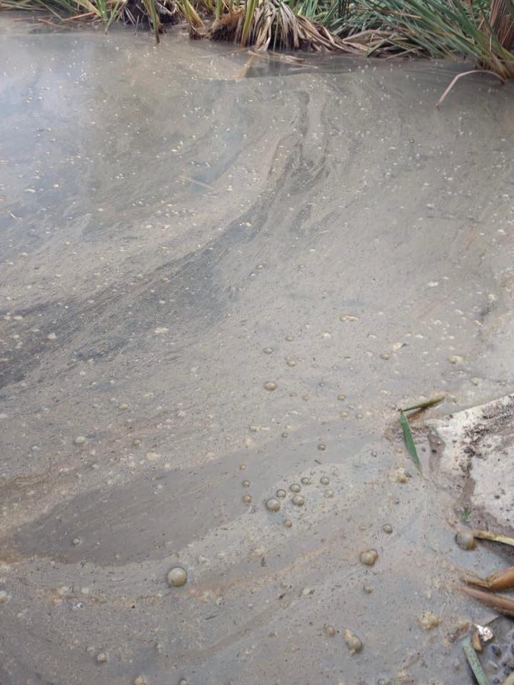 24-Abril2019-humedal_2