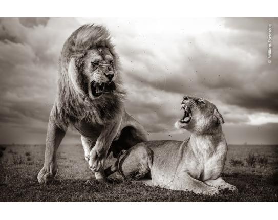 Estampas de la vida salvaje en Guanajuato